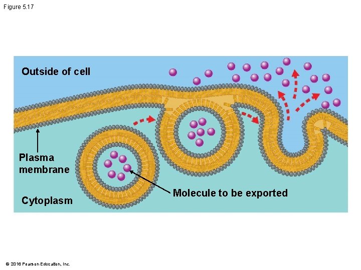 Figure 5. 17 Outside of cell Plasma membrane Cytoplasm © 2016 Pearson Education, Inc.