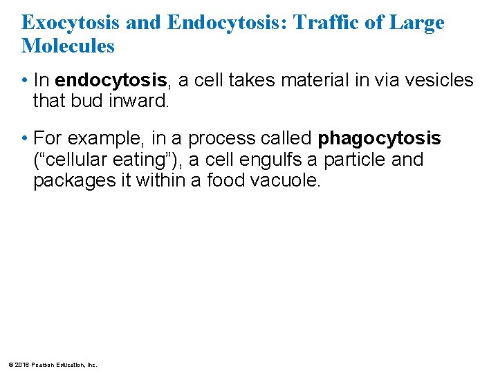 Exocytosis and Endocytosis: Traffic of Large Molecules • In endocytosis, a cell takes material