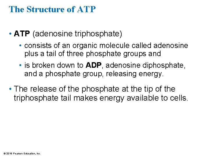 The Structure of ATP • ATP (adenosine triphosphate) • consists of an organic molecule
