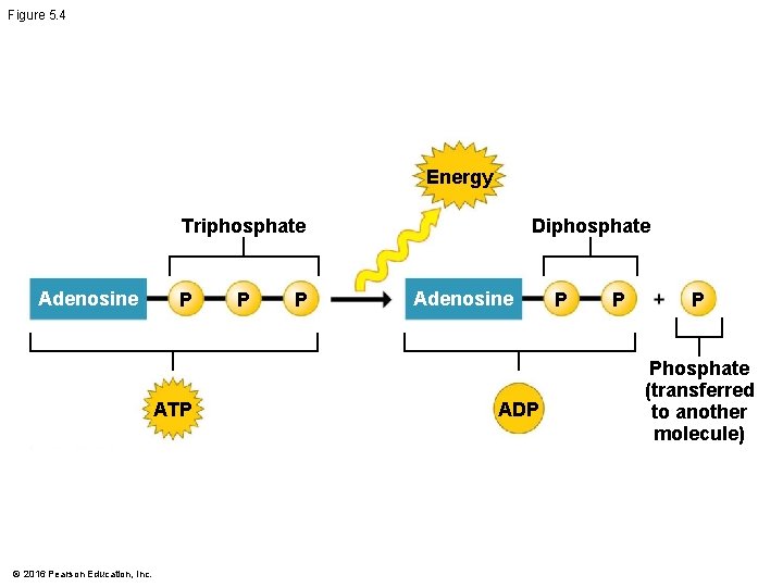 Figure 5. 4 Energy Triphosphate Adenosine P ATP © 2016 Pearson Education, Inc. P