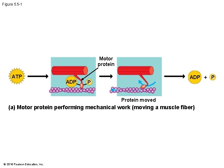 Figure 5. 5 -1 Motor protein ATP ADP P Protein moved (a) Motor protein