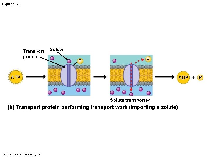 Figure 5. 5 -2 Transport protein Solute P P ATP ADP Solute transported (b)