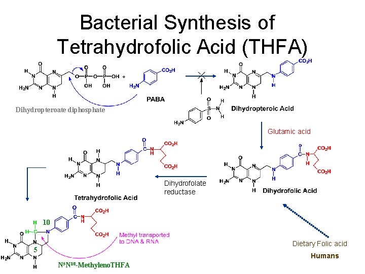 Bacterial Synthesis of Tetrahydrofolic Acid (THFA) Dihydropteroate diphosphate Glutamic acid Dihydrofolate reductase 10 Dietary