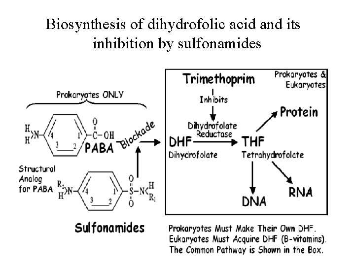 Biosynthesis of dihydrofolic acid and its inhibition by sulfonamides 