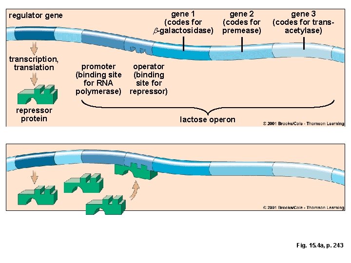 gene 1 (codes for b-galactosidase) regulator gene transcription, translation repressor protein promoter (binding site