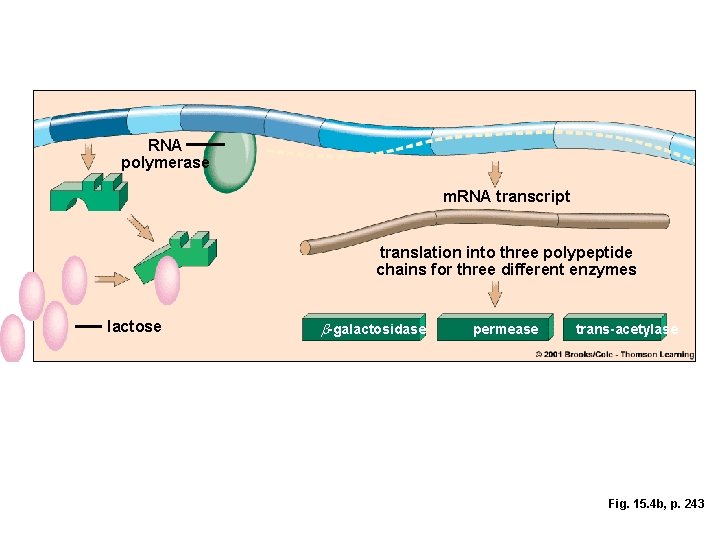 RNA polymerase m. RNA transcript translation into three polypeptide chains for three different enzymes