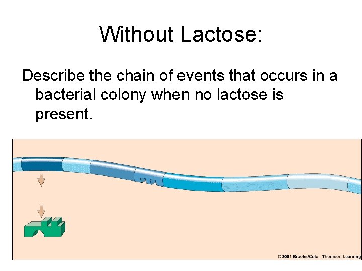 Without Lactose: Describe the chain of events that occurs in a bacterial colony when