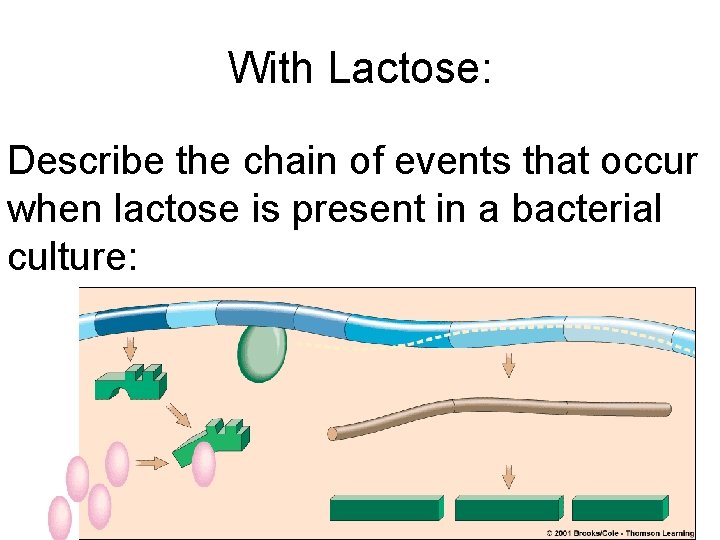 With Lactose: Describe the chain of events that occur when lactose is present in