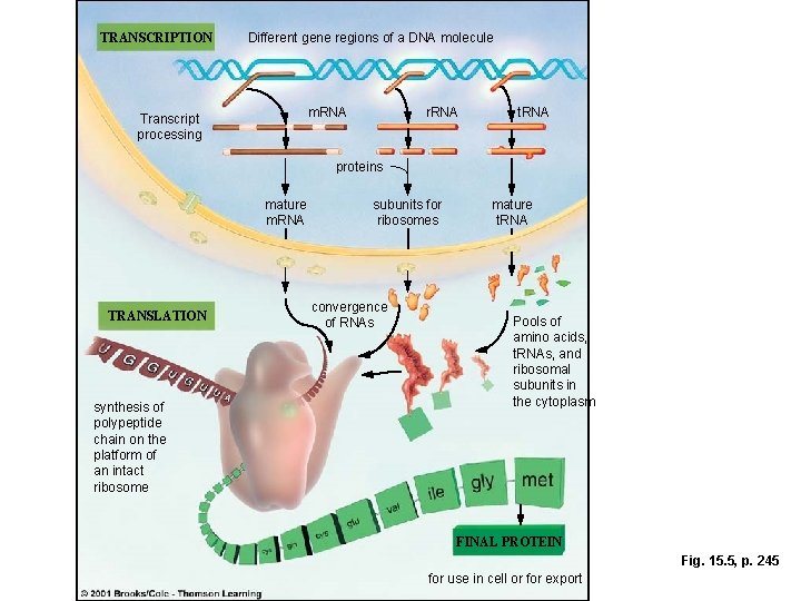 TRANSCRIPTION Different gene regions of a DNA molecule m. RNA Transcript processing r. RNA