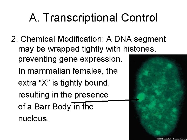 A. Transcriptional Control 2. Chemical Modification: A DNA segment may be wrapped tightly with