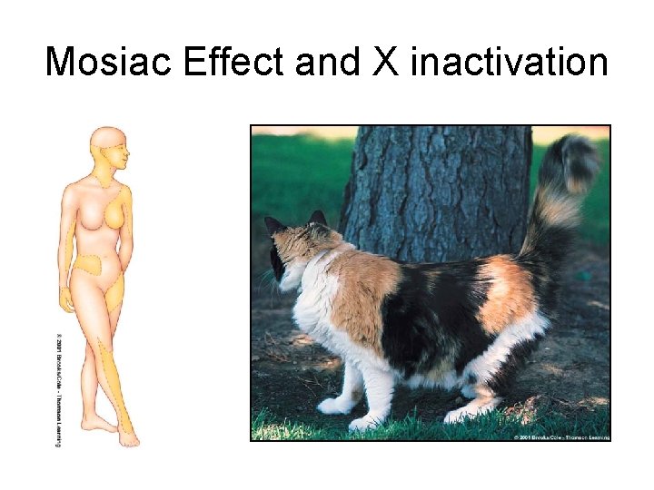 Mosiac Effect and X inactivation 