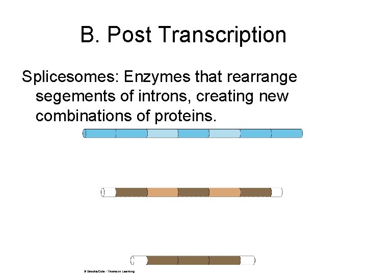 B. Post Transcription Splicesomes: Enzymes that rearrange segements of introns, creating new combinations of