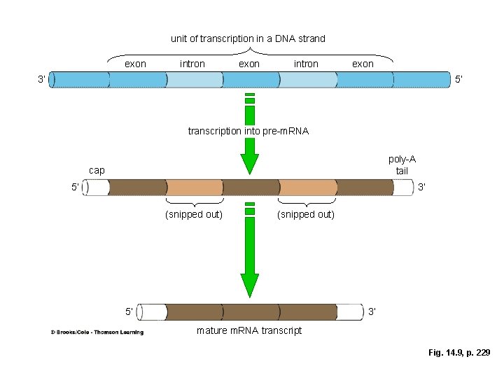 unit of transcription in a DNA strand exon intron exon 3’ 5’ transcription into