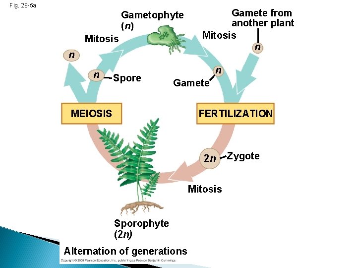 Fig. 29 -5 a Gametophyte (n) Mitosis n n Spore Gamete from another plant