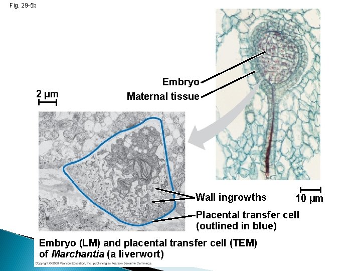 Fig. 29 -5 b 2 µm Embryo Maternal tissue Wall ingrowths 10 µm Placental