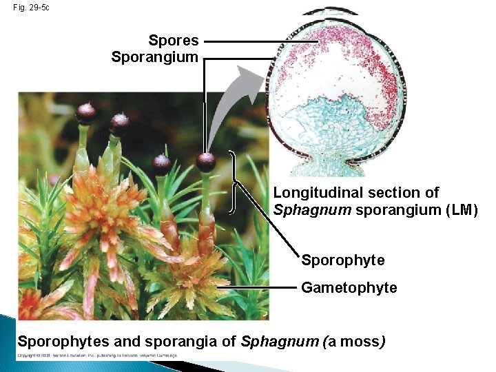 Fig. 29 -5 c Spores Sporangium Longitudinal section of Sphagnum sporangium (LM) Sporophyte Gametophyte