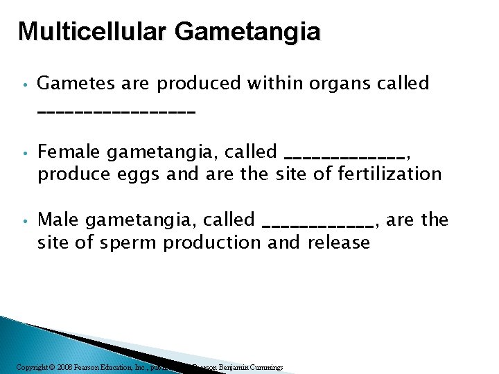 Multicellular Gametangia • • • Gametes are produced within organs called _________ Female gametangia,