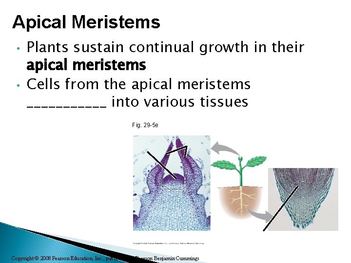 Apical Meristems • • Plants sustain continual growth in their apical meristems Cells from