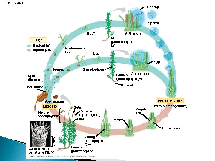 Fig. 29 -8 -3 Raindrop Sperm “Bud” Key Haploid (n) Diploid (2 n) Protonemata