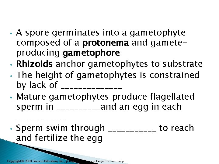  • • • A spore germinates into a gametophyte composed of a protonema