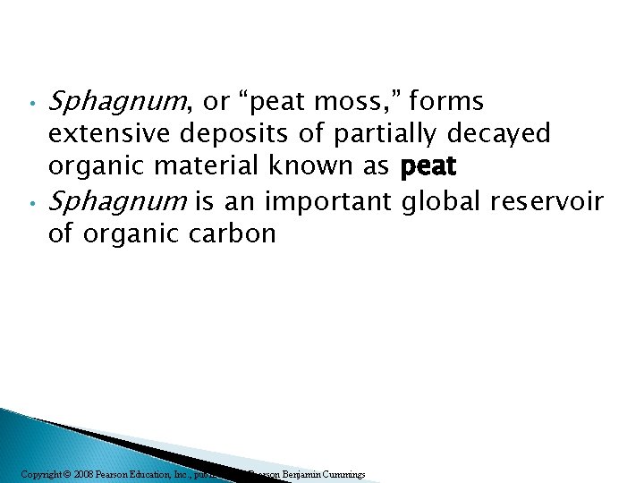  • • Sphagnum, or “peat moss, ” forms extensive deposits of partially decayed