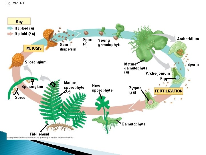 Fig. 29 -13 -3 Key Haploid (n) Diploid (2 n) MEIOSIS Spore dispersal Spore