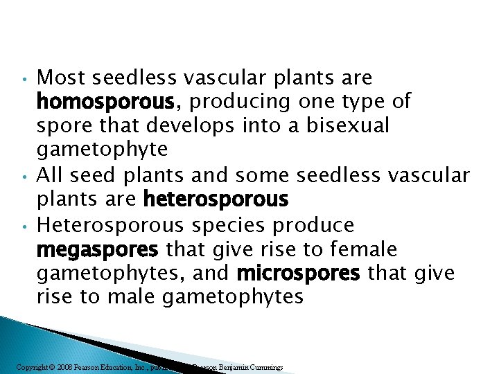  • • • Most seedless vascular plants are homosporous, producing one type of