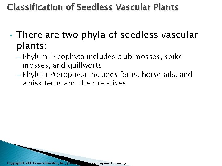 Classification of Seedless Vascular Plants • There are two phyla of seedless vascular plants: