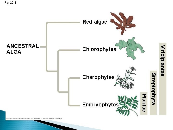 Fig. 29 -4 Red algae Chlorophytes Plantae Embryophytes Streptophyta Charophytes Viridiplantae ANCESTRAL ALGA 