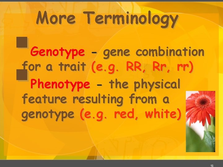 § § More Terminology Genotype - gene combination for a trait (e. g. RR,