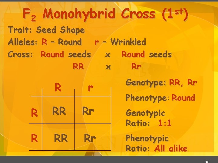 F 2 Monohybrid Cross st (1 ) Trait: Seed Shape Alleles: R – Round F 2 Monohybrid Cross st (1 ) Trait: Seed Shape Alleles: R – Round