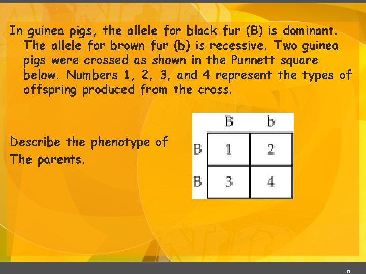 In guinea pigs, the allele for black fur (B) is dominant. The allele for