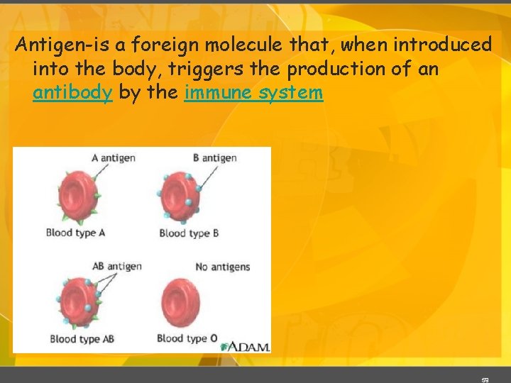 Antigen-is a foreign molecule that, when introduced into the body, triggers the production of Antigen-is a foreign molecule that, when introduced into the body, triggers the production of