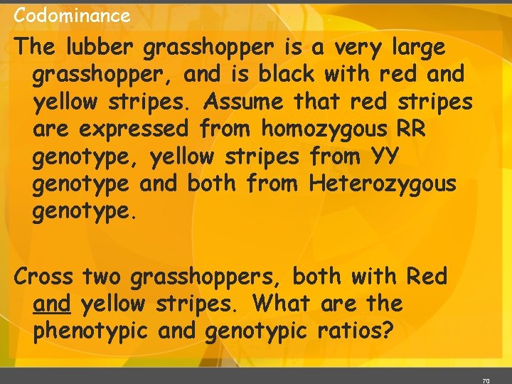 Codominance The lubber grasshopper is a very large grasshopper, and is black with red Codominance The lubber grasshopper is a very large grasshopper, and is black with red