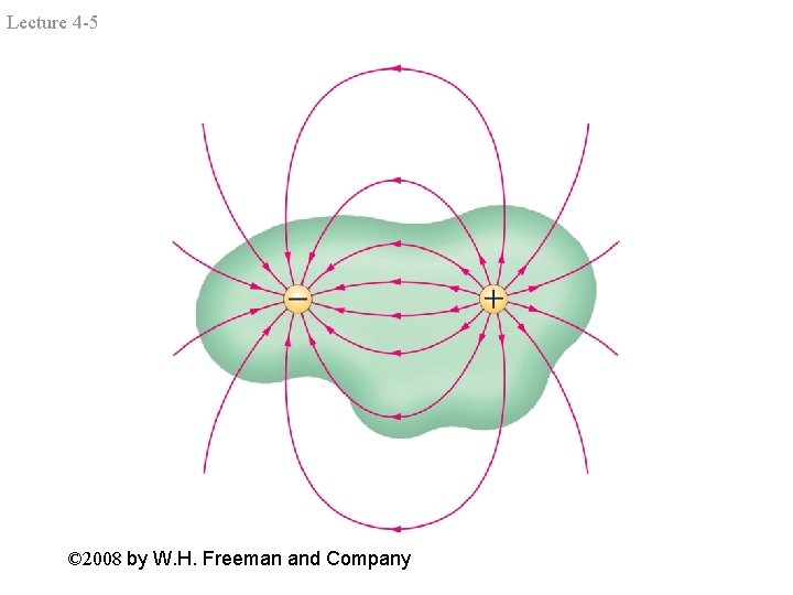 Lecture 4 -5 © 2008 by W. H. Freeman and Company 