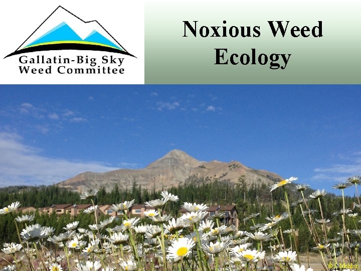 Noxious Weed Ecology © J. Mohler 