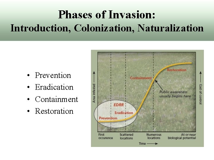Phases of Invasion: Introduction, Colonization, Naturalization • • Prevention Eradication Containment Restoration 