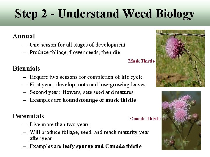 Step 2 - Understand Weed Biology Annual – One season for all stages of