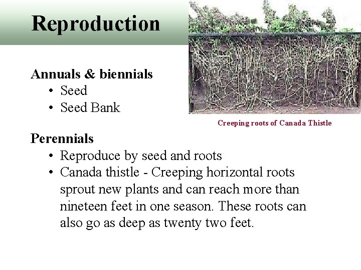 Reproduction Annuals & biennials • Seed Bank Creeping roots of Canada Thistle Perennials •