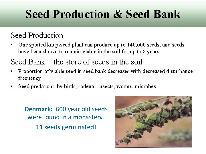 Seed Production & Seed Bank Seed Production • One spotted knapweed plant can produce