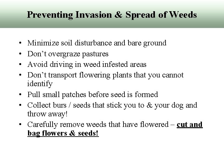 Preventing Invasion & Spread of Weeds • • Minimize soil disturbance and bare ground