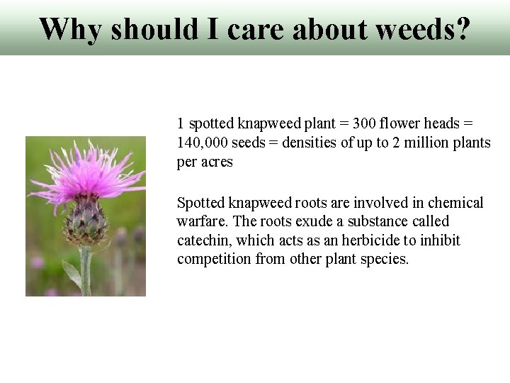 Why should I care about weeds? 1 spotted knapweed plant = 300 flower heads