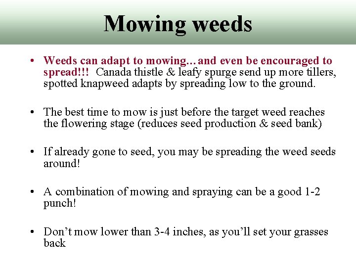 Mowing weeds • Weeds can adapt to mowing…and even be encouraged to spread!!! Canada