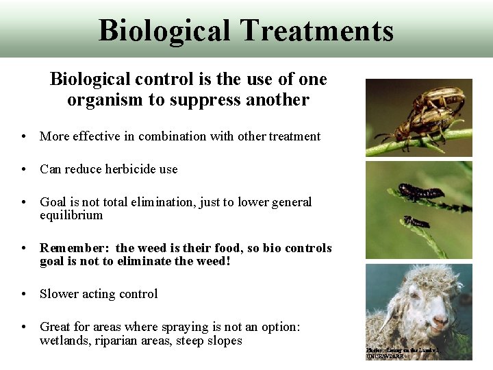 Biological Treatments Biological control is the use of one organism to suppress another •