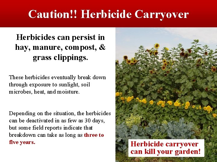 Caution!! Herbicide Carryover Herbicides can persist in hay, manure, compost, & grass clippings. These