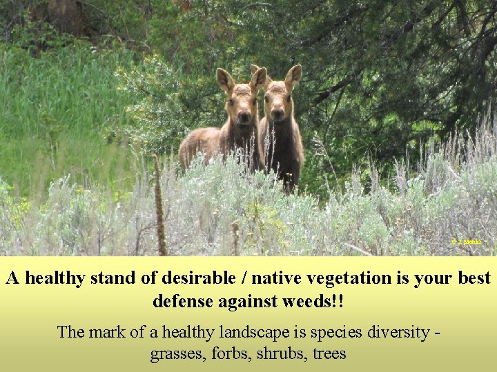 © J. Mohler A healthy stand of desirable / native vegetation is your best