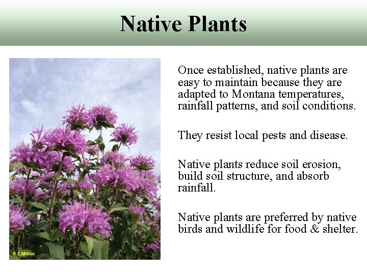 Native Plants Once established, native plants are easy to maintain because they are adapted