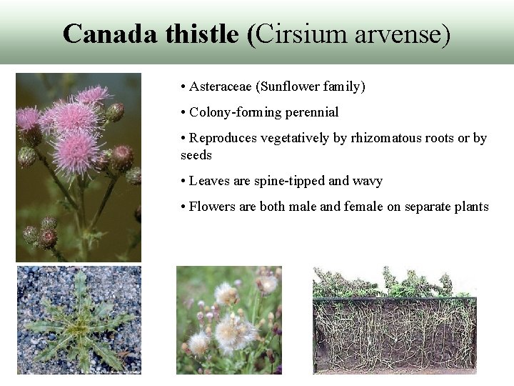 Canada thistle (Cirsium arvense) • Asteraceae (Sunflower family) • Colony-forming perennial • Reproduces vegetatively