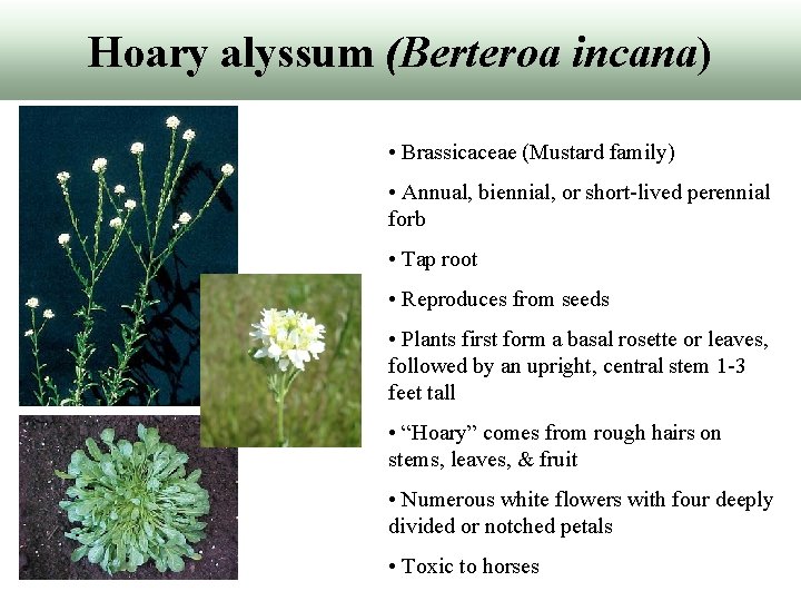 Hoary alyssum (Berteroa incana) • Brassicaceae (Mustard family) • Annual, biennial, or short-lived perennial