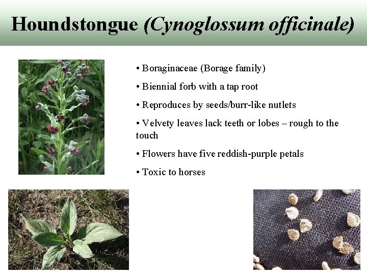 Houndstongue (Cynoglossum officinale) • Boraginaceae (Borage family) • Biennial forb with a tap root